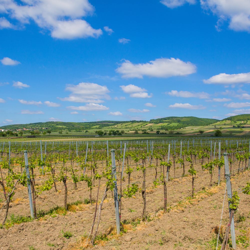 ferienwohnung wulkatal weingaerten